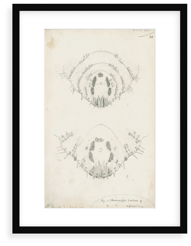 Posterior body margins of female Chionaspis salicis [Willow scale] and Chionaspis aspidistrae by Robert Newstead