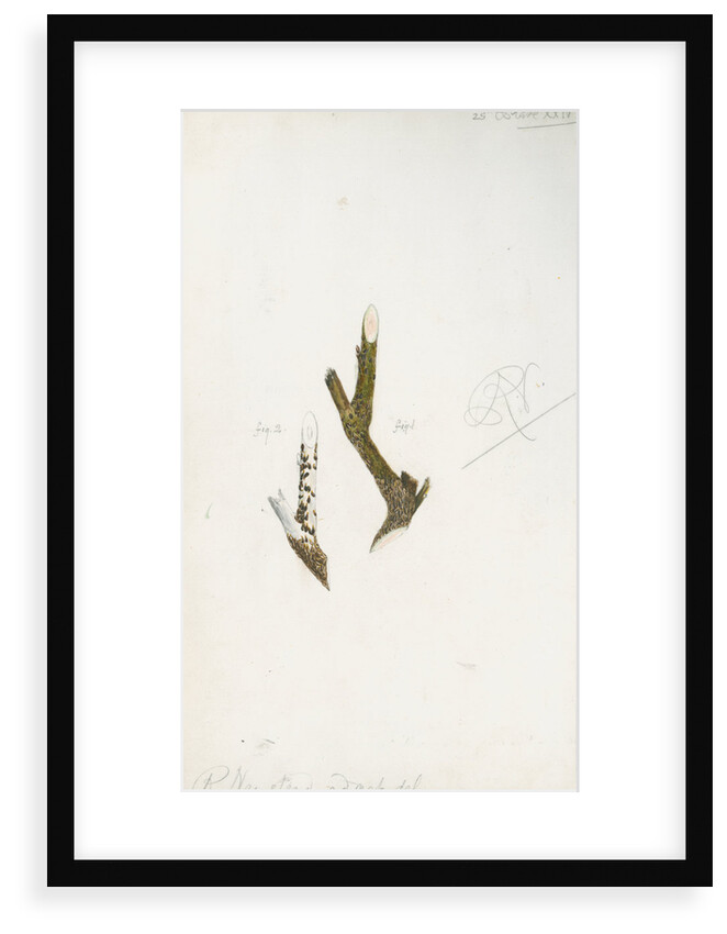 Mytilaspis pomorum [Mussel scale] by Robert Newstead