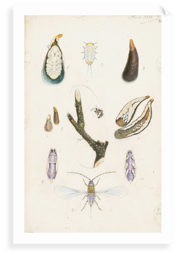 Mytilaspis pomorum [Mussel scale] by Robert Newstead