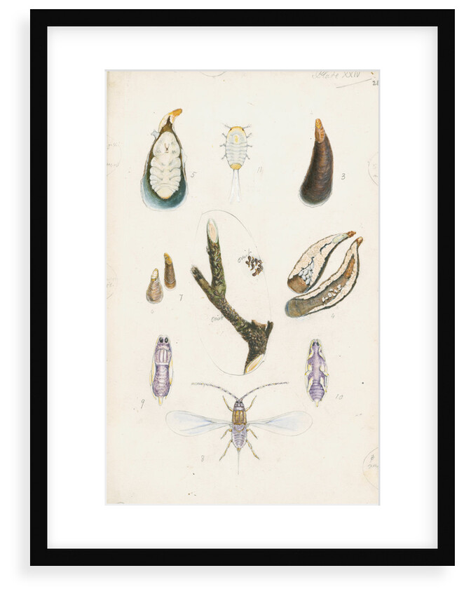 Mytilaspis pomorum [Mussel scale] by Robert Newstead