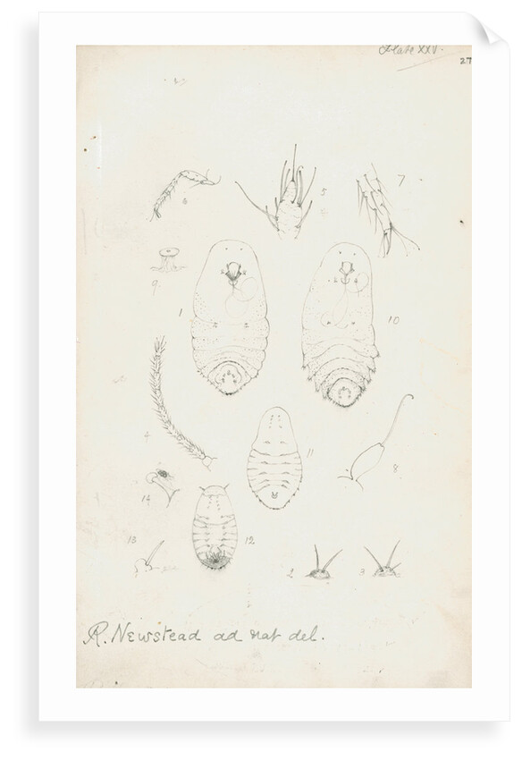 Mytilaspis pomorum [Mussel scale], Mytilaspis pinnaeformis and Pinnaspis buxi [Boxwood scale] by Robert Newstead