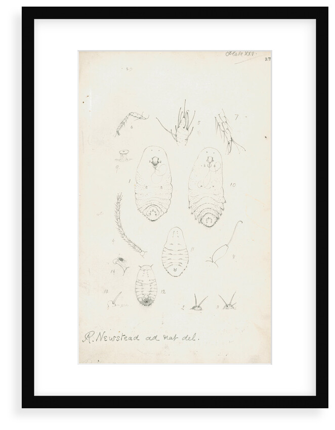 Mytilaspis pomorum [Mussel scale], Mytilaspis pinnaeformis and Pinnaspis buxi [Boxwood scale] by Robert Newstead