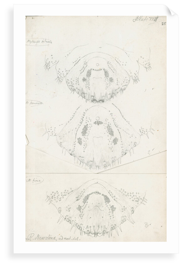 Posterior body parts of female Mytilaspis pinnaeformis, Mytilaspis pomorum [Mussel scale] and Mytilaspis ficuus by Robert Newstead