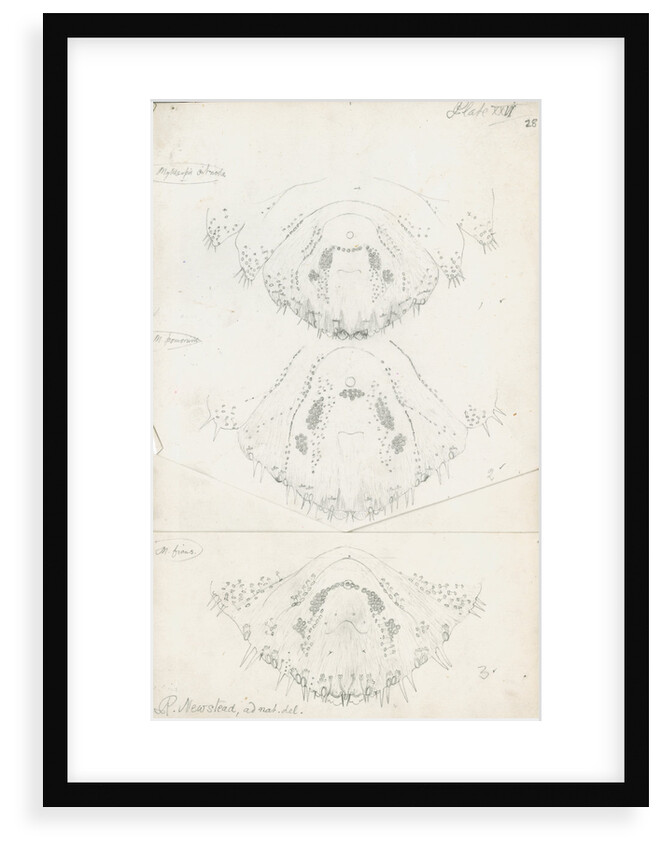 Posterior body parts of female Mytilaspis pinnaeformis, Mytilaspis pomorum [Mussel scale] and Mytilaspis ficuus by Robert Newstead