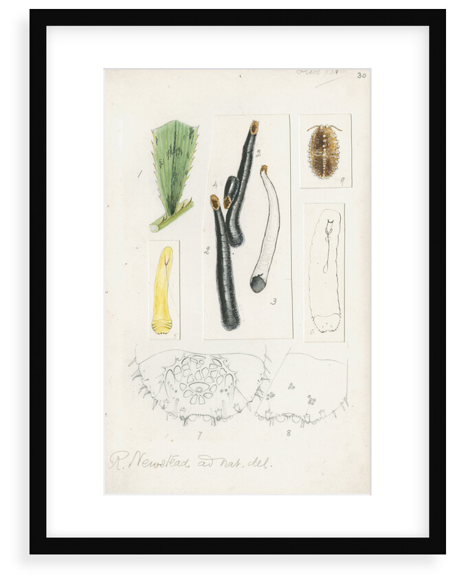 Ischnaspis filiformis by Robert Newstead