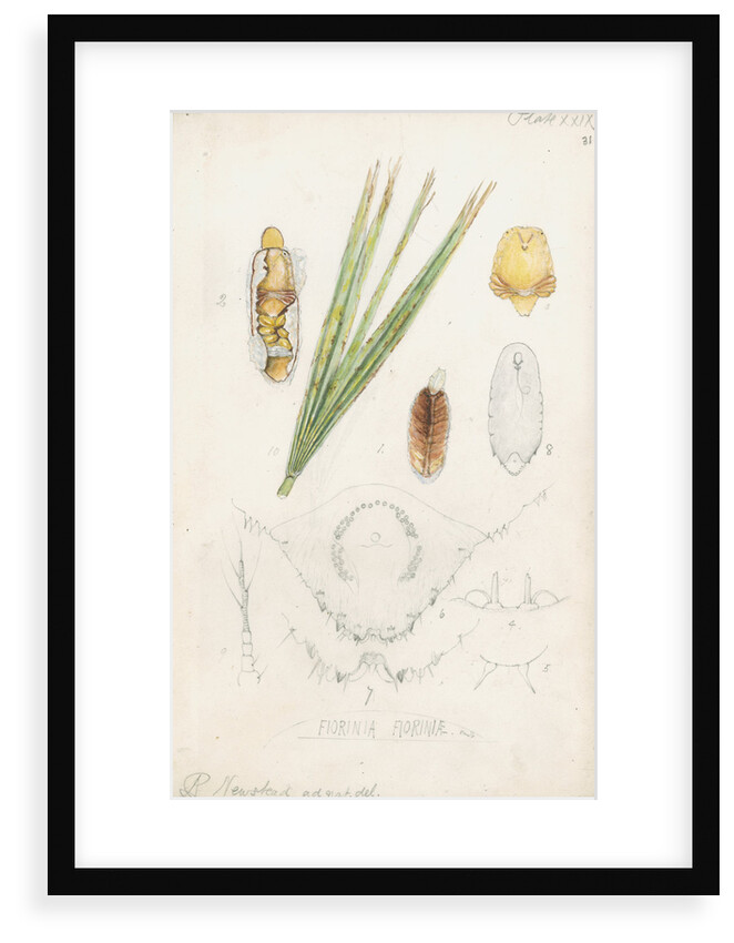 Fiorinia fioriniae [Palm fiorinia scale] by Robert Newstead