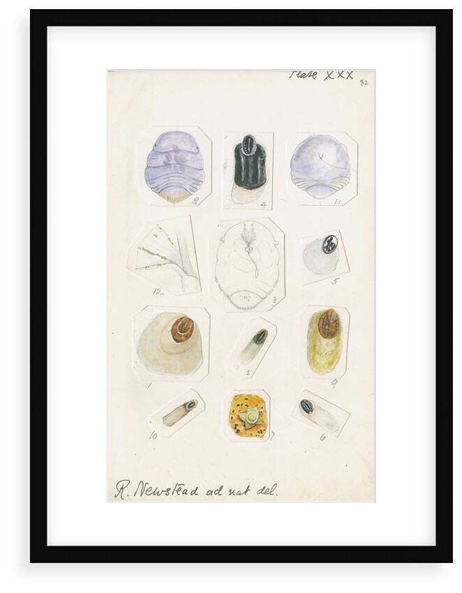 Parlatoria pergandii [Chaff scale], Parlatoria zizyphi [Black parlatoria scale] and Parlatoria proteus [Proteus scale] by Robert Newstead