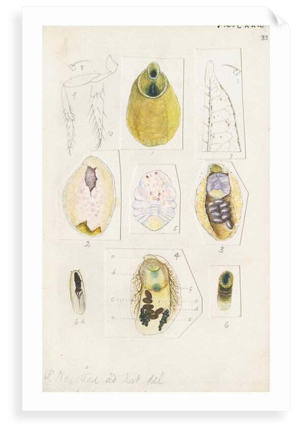 Parlatoria proteus, var. Crotonis by Robert Newstead