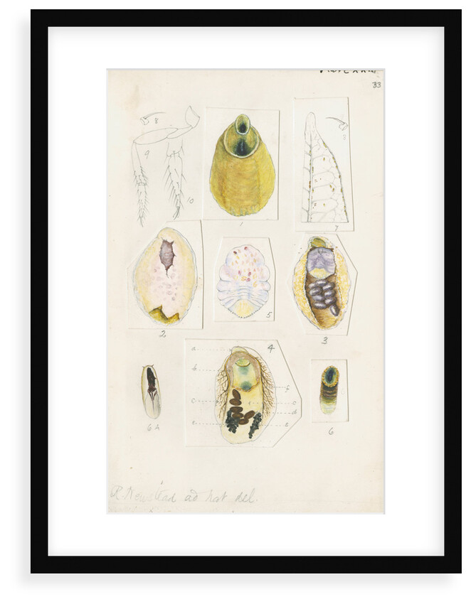 Parlatoria proteus, var. Crotonis by Robert Newstead