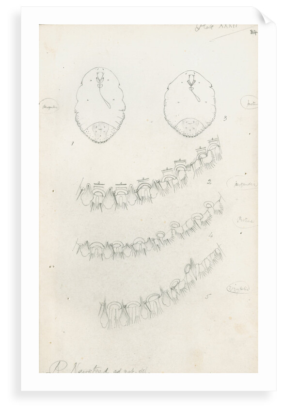 Posterior margins of Parlatoria pergandii [Chaff Scale], Parlatoria proteus [Proteus scale] and Parlatoria zizyphi [Black parlatoria scale] by Robert Newstead