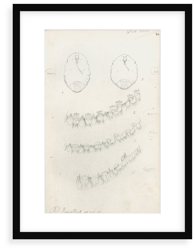 Posterior margins of Parlatoria pergandii [Chaff Scale], Parlatoria proteus [Proteus scale] and Parlatoria zizyphi [Black parlatoria scale] by Robert Newstead