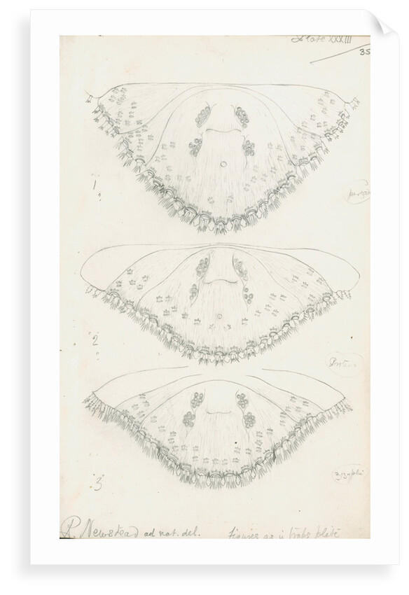 Posterior body parts of Parlatoria pergandii [Chaff Scale], Parlatoria proteus [Proteus scale] and Parlatoria zizyphi [Black parlatoria scale] by Robert Newstead