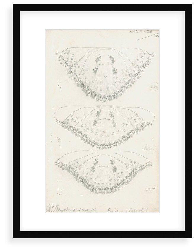 Posterior body parts of Parlatoria pergandii [Chaff Scale], Parlatoria proteus [Proteus scale] and Parlatoria zizyphi [Black parlatoria scale] by Robert Newstead