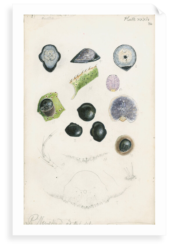 Gymnaspis aechmeae [Fly speck scale] by Robert Newstead