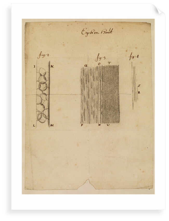 Section of oakwood by Anonymous