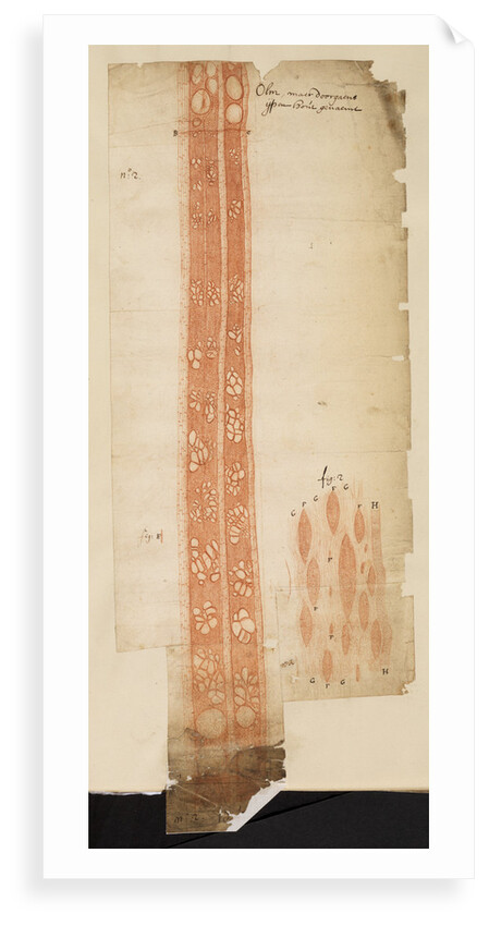 Section of elm wood by Anonymous