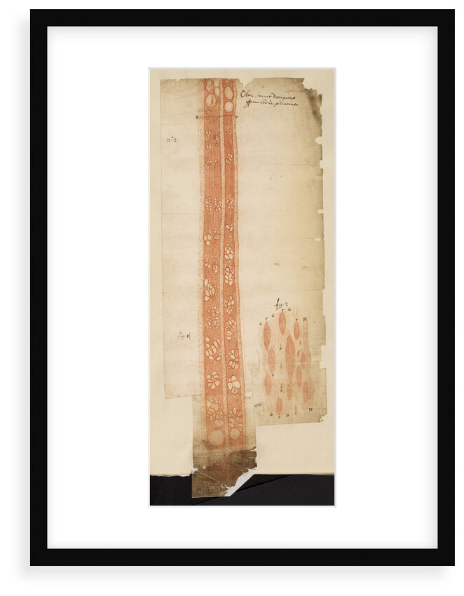 Section of elm wood by Anonymous