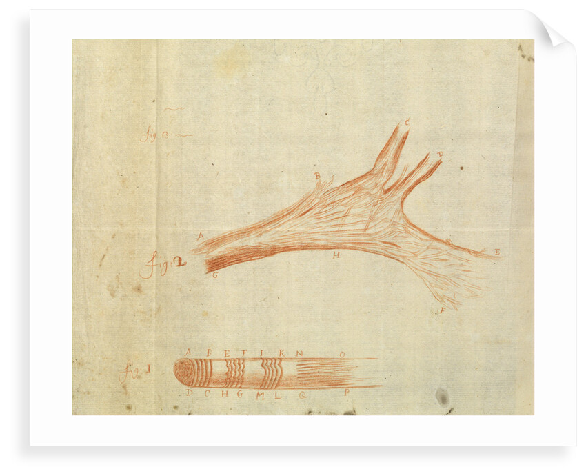 Microscopic views of muscle fibres of fish by Antoni van Leeuwenhoek