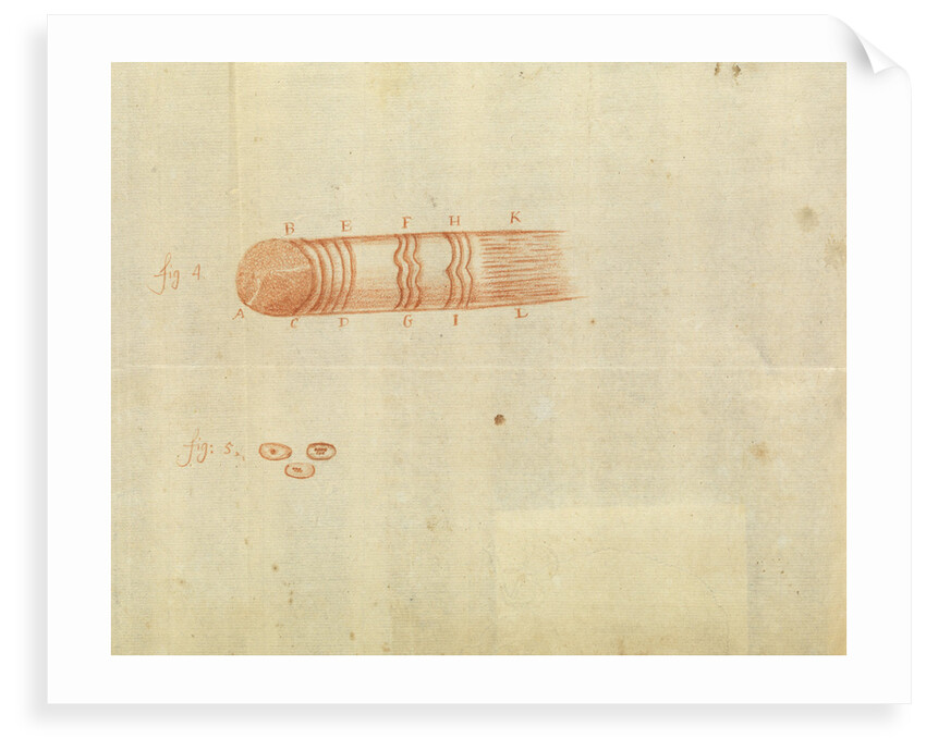 Microscopic views of muscle fibres and red blood cells of fish by Antoni van Leeuwenhoek