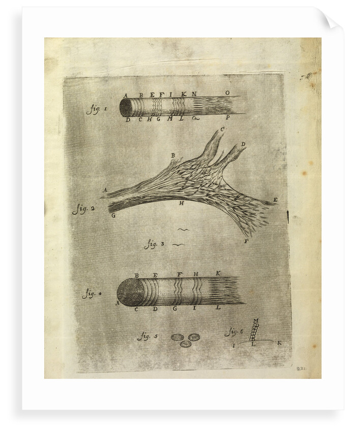 Microscopic views of muscle fibres and red blood cells of fish by Anonymous