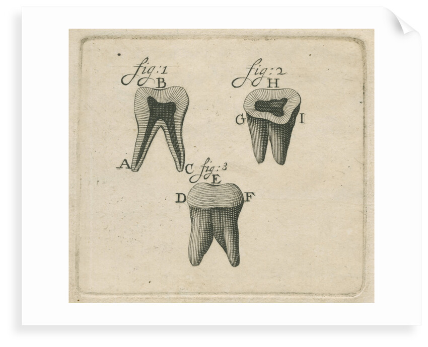 Microscopical observations of the structure of human teeth by Anonymous