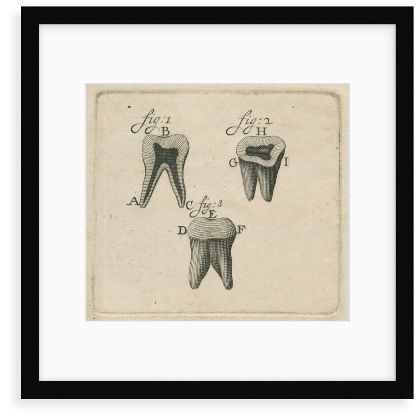 Microscopical observations of the structure of human teeth by Anonymous