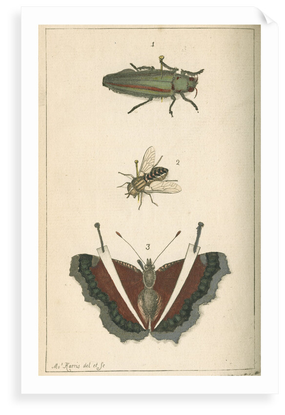Specimens of a beetle, insect and butterfly by Moses Harris