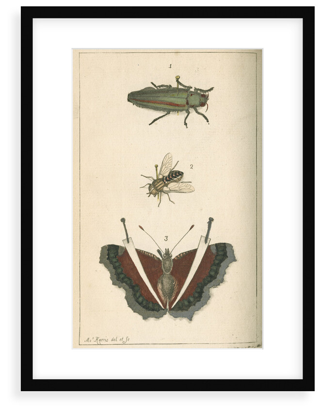 Specimens of a beetle, insect and butterfly by Moses Harris