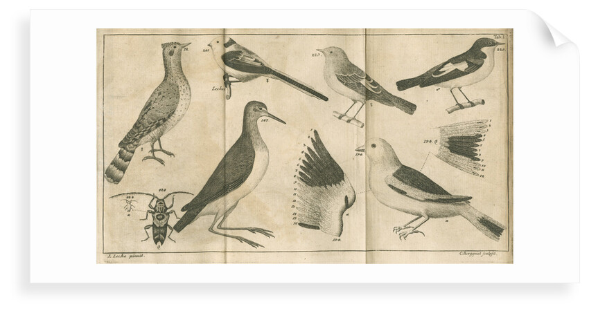 Birds and a beetle from Linnaeus's 'Swedish Fauna' by C Bergquist