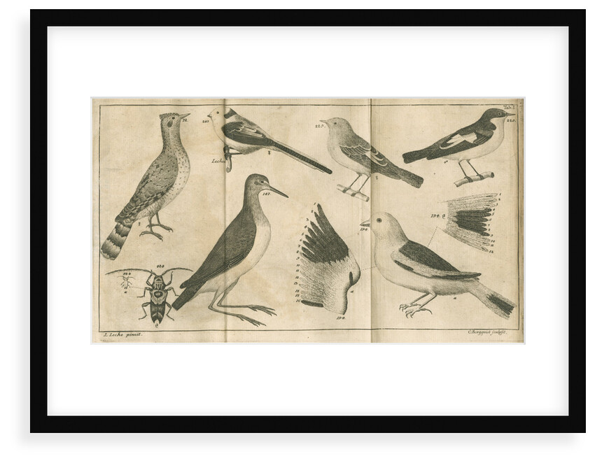 Birds and a beetle from Linnaeus's 'Swedish Fauna' by C Bergquist