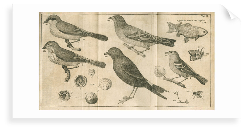 Birds, shells, a fish, an insect and a moth from Linnaeus's 'Swedish Fauna' by C Bergquist