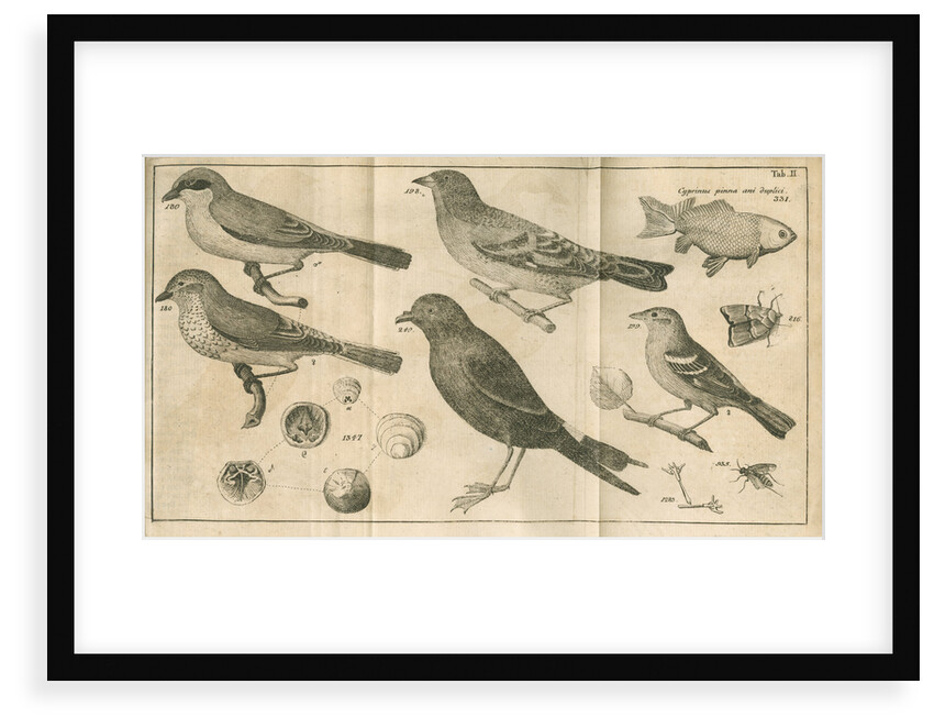 Birds, shells, a fish, an insect and a moth from Linnaeus's 'Swedish Fauna' by C Bergquist