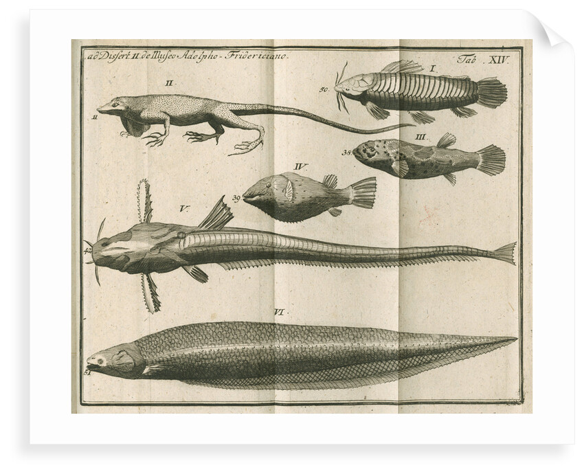Species of fish and a lizard from Linnaeus's 'Academic delights' by Anonymous