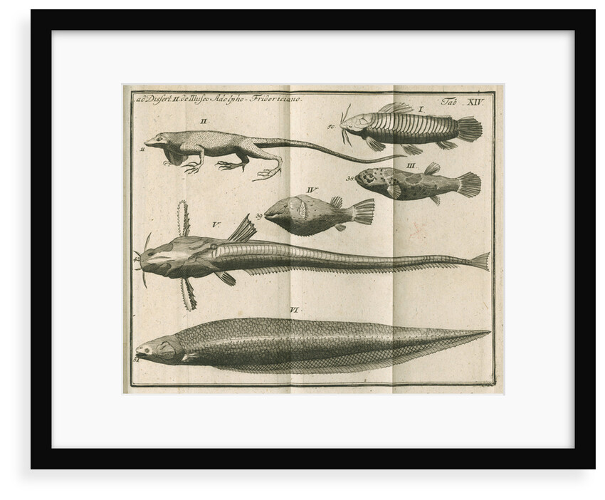 Species of fish and a lizard from Linnaeus's 'Academic delights' by Anonymous