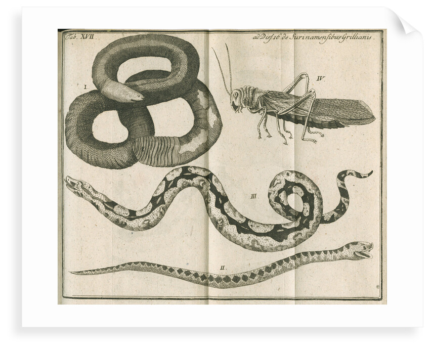 Snakes and a cricket from Linnaeus's 'Academic delights' by Anonymous