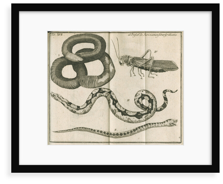 Snakes and a cricket from Linnaeus's 'Academic delights' by Anonymous