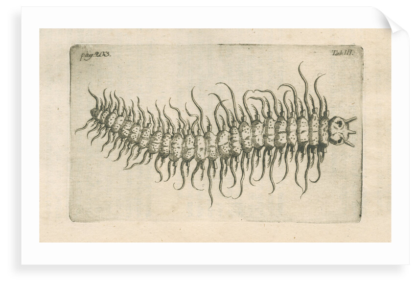 Marine plankton from Linnaeus's 'Academic delights' by Anonymous