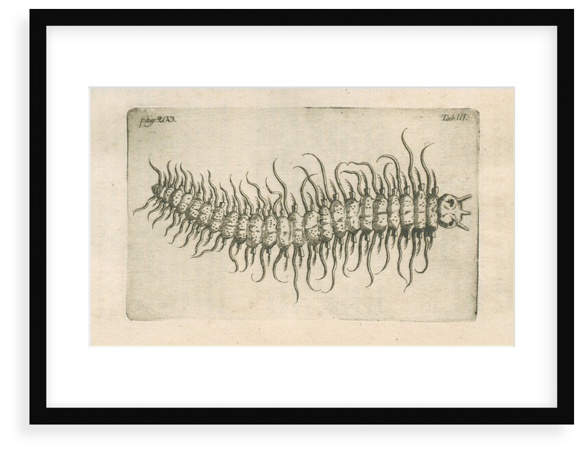 Marine plankton from Linnaeus's 'Academic delights' by Anonymous