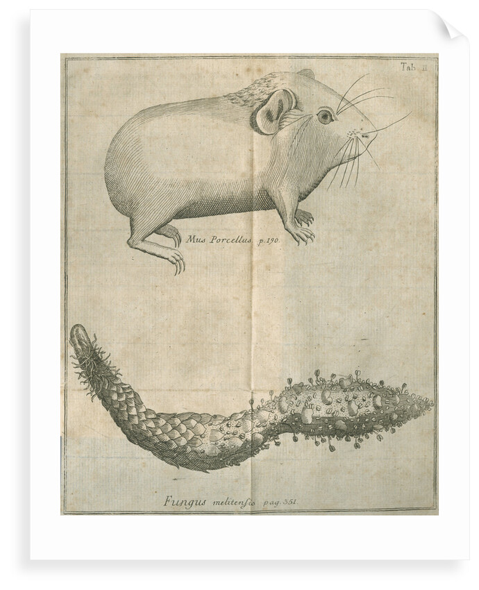 Guinea pig and 'Maltese mushroom' from Linnaeus's 'Academic delights' by Anonymous