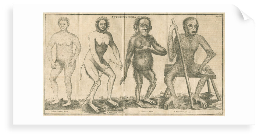 Four 'humanoid' figures from Linnaeus's 'Academic delights' by Anonymous