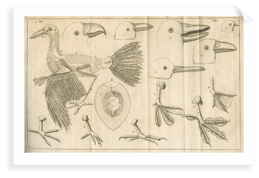 Comparative study of birds beaks and feet from Linnaeus's 'Academic delights' by Anonymous
