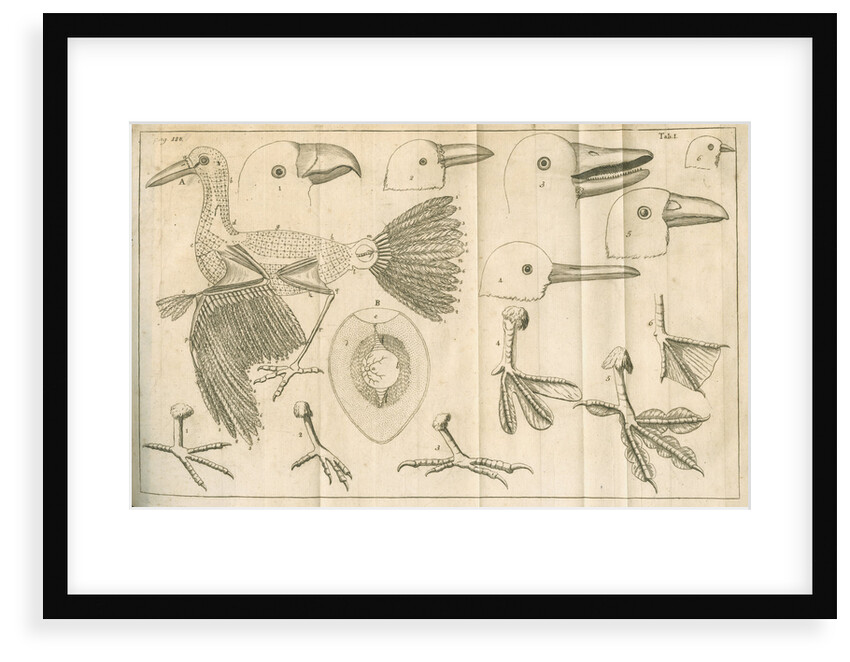 Comparative study of birds beaks and feet from Linnaeus's 'Academic delights' by Anonymous