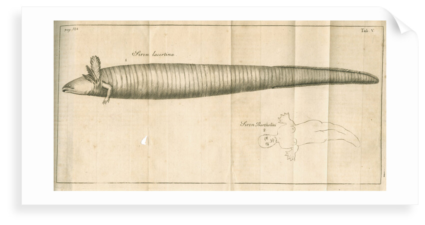 The greater siren from Linnaeus's 'Academic delights' by Anonymous