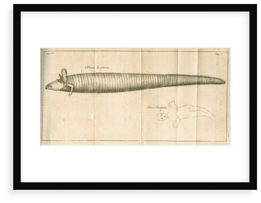 The greater siren from Linnaeus's 'Academic delights' by Anonymous