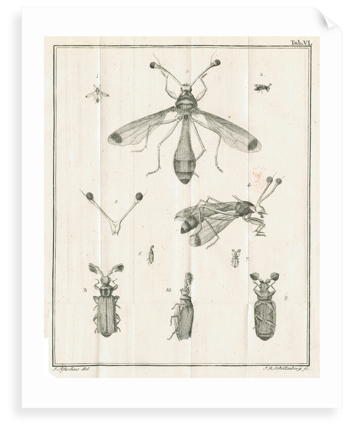 Insects from Linnaeus's 'Academic delights' by Johann Rudolf Schellenburg