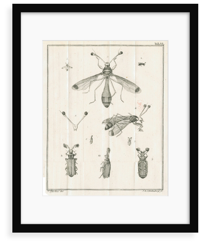 Insects from Linnaeus's 'Academic delights' by Johann Rudolf Schellenburg
