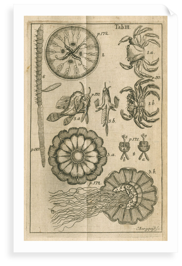 Fish, jellyfish and crabs by C Bergquist