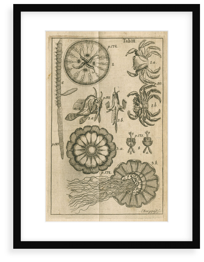 Fish, jellyfish and crabs by C Bergquist