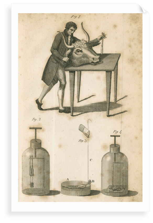 Experiments on galvanism by Anonymous