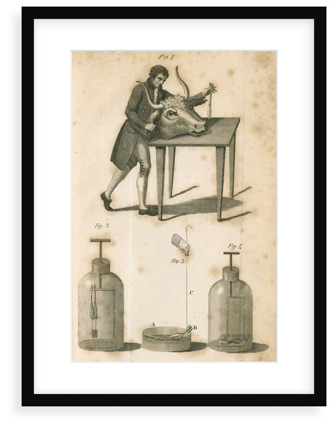 Experiments on galvanism by Anonymous